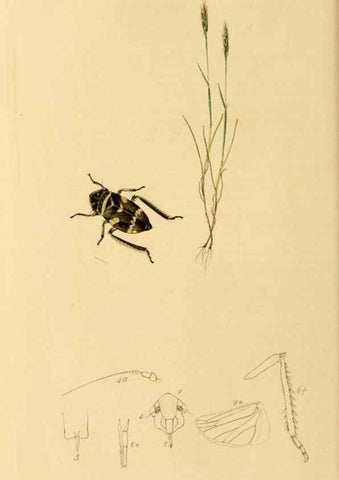 Reproducción/Reproduction 49640862401: British entomology :. London,Printed for the author,1823-1840 [i.e. 1840].. 