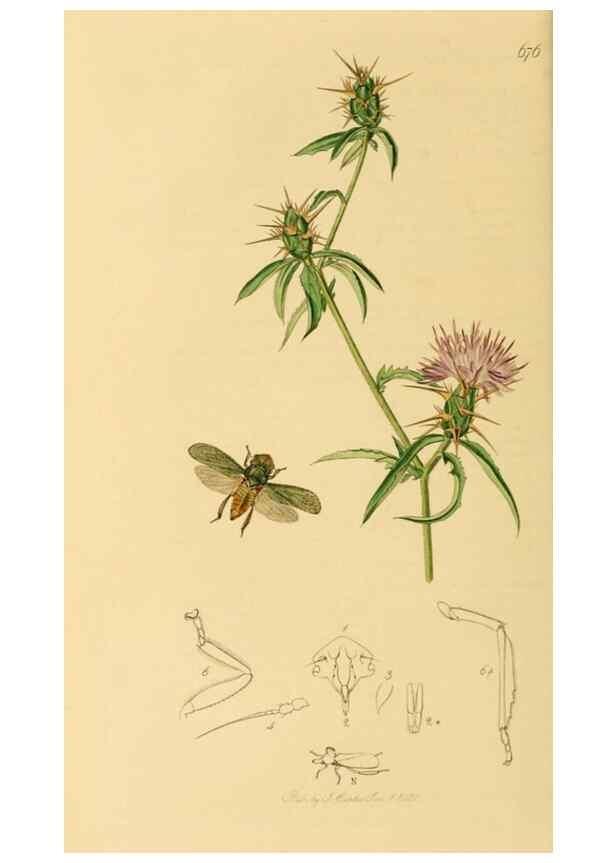 Reproducción/Reproduction 49640340068: British entomology :. London,Printed for the author,1823-1840 [i.e. 1840].. 