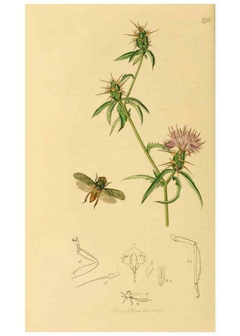 Reproducción/Reproduction 49640340068: British entomology :. London,Printed for the author,1823-1840 [i.e. 1840].. 