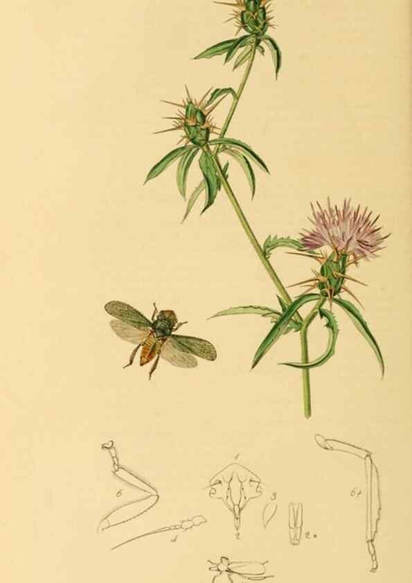 Reproducción/Reproduction 49640340068: British entomology :. London,Printed for the author,1823-1840 [i.e. 1840].. 