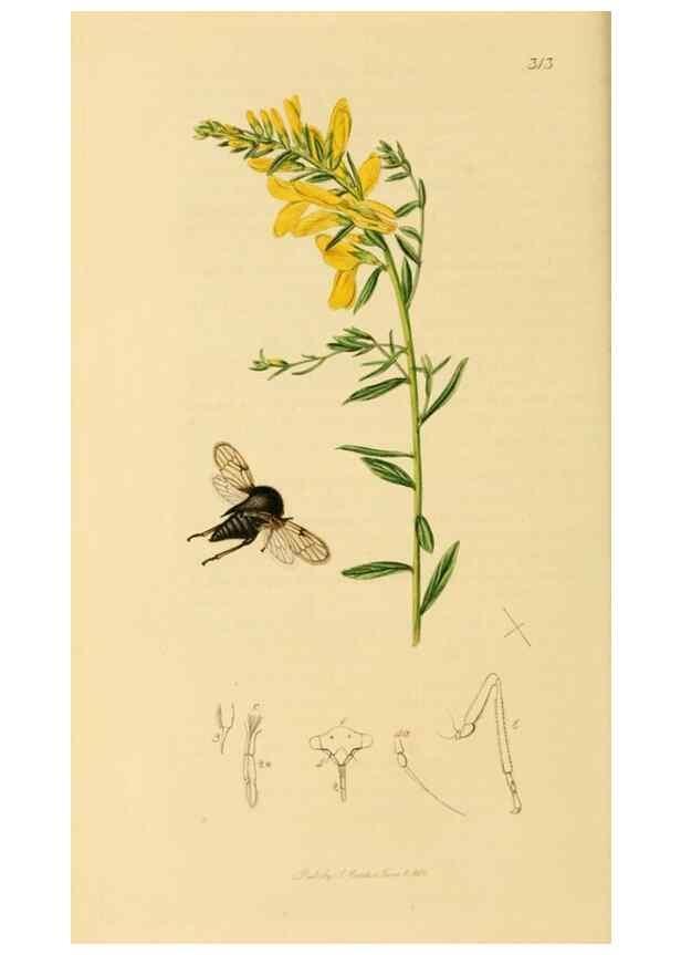 Reproducción/Reproduction 49640863286: British entomology :. London,Printed for the author,1823-1840 [i.e. 1840].. 