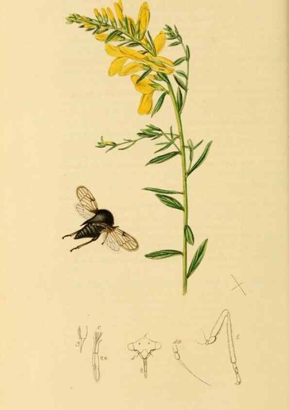 Reproducción/Reproduction 49640863286: British entomology :. London,Printed for the author,1823-1840 [i.e. 1840].. 