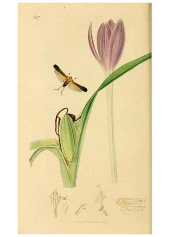 Reproducción/Reproduction 49640340738: British entomology :. London,Printed for the author,1823-1840 [i.e. 1840].. 