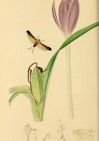 Reproducción/Reproduction 49640340738: British entomology :. London,Printed for the author,1823-1840 [i.e. 1840].. 