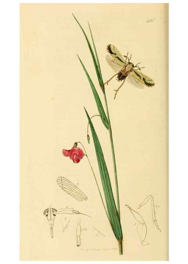 Reproducción/Reproduction 49641137692: British entomology :. London,Printed for the author,1823-1840 [i.e. 1840].. 