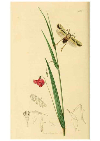 Reproducción/Reproduction 49641137692: British entomology :. London,Printed for the author,1823-1840 [i.e. 1840].. 