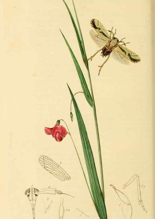 Reproducción/Reproduction 49641137692: British entomology :. London,Printed for the author,1823-1840 [i.e. 1840].. 