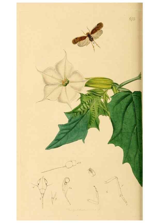 Reproducción/Reproduction 49641138017: British entomology :. London,Printed for the author,1823-1840 [i.e. 1840].. 