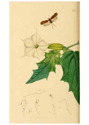 Reproducción/Reproduction 49641138017: British entomology :. London,Printed for the author,1823-1840 [i.e. 1840].. 