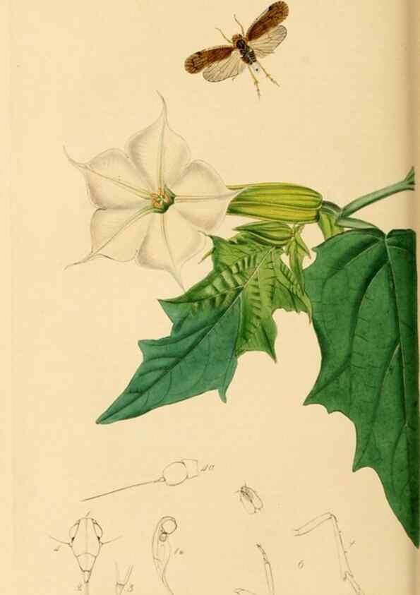 Reproducción/Reproduction 49641138017: British entomology :. London,Printed for the author,1823-1840 [i.e. 1840].. 