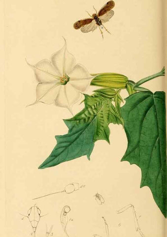 Reproducción/Reproduction 49641138017: British entomology :. London,Printed for the author,1823-1840 [i.e. 1840].. 