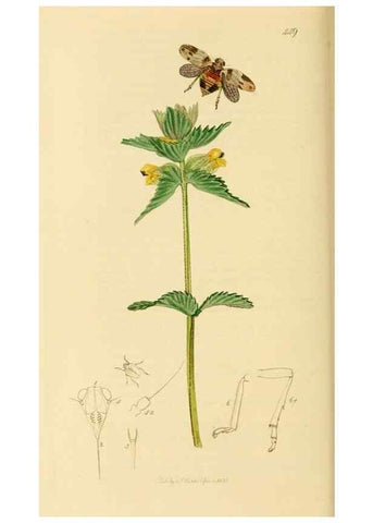 Reproducción/Reproduction 49640341783: British entomology :. London,Printed for the author,1823-1840 [i.e. 1840].. 