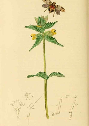 Reproducción/Reproduction 49640341783: British entomology :. London,Printed for the author,1823-1840 [i.e. 1840].. 