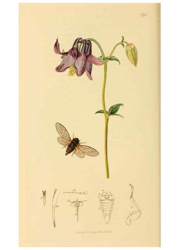 Reproducción/Reproduction 49640342038: British entomology :. London,Printed for the author,1823-1840 [i.e. 1840].. 