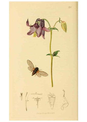 Reproducción/Reproduction 49640342038: British entomology :. London,Printed for the author,1823-1840 [i.e. 1840].. 