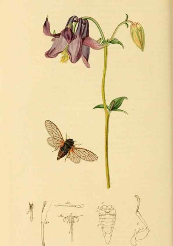 Reproducción/Reproduction 49640342038: British entomology :. London,Printed for the author,1823-1840 [i.e. 1840].. 