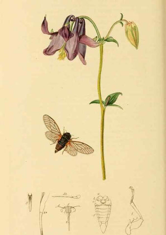 Reproducción/Reproduction 49640342038: British entomology :. London,Printed for the author,1823-1840 [i.e. 1840].. 