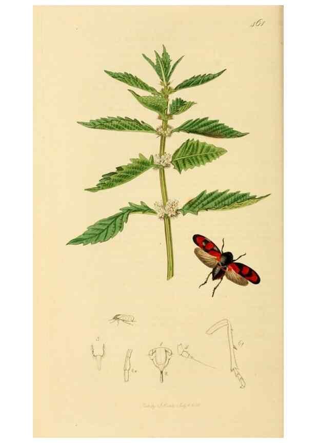 Reproducción/Reproduction 49640339798: British entomology :. London,Printed for the author,1823-1840 [i.e. 1840].. 
