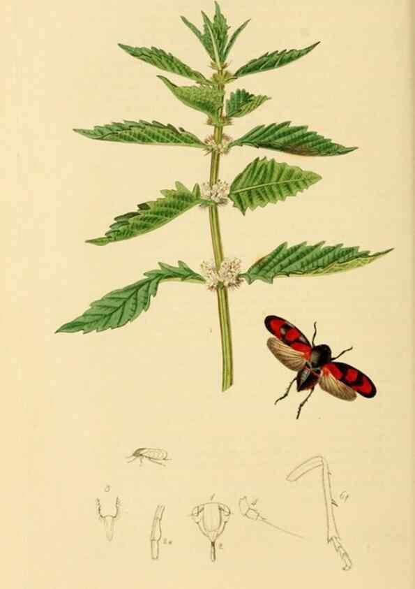 Reproducción/Reproduction 49640339798: British entomology :. London,Printed for the author,1823-1840 [i.e. 1840].. 
