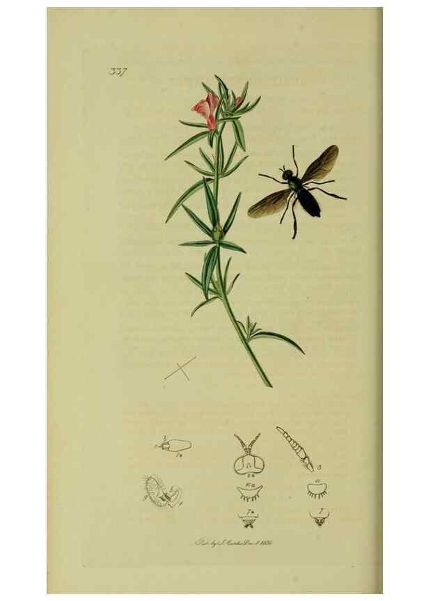 Reproducción/Reproduction 49641202802: British entomology :. London,Printed for the author,1823-1840 [i.e. 1840].. 