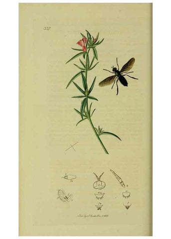 Reproducción/Reproduction 49641202802: British entomology :. London,Printed for the author,1823-1840 [i.e. 1840].. 