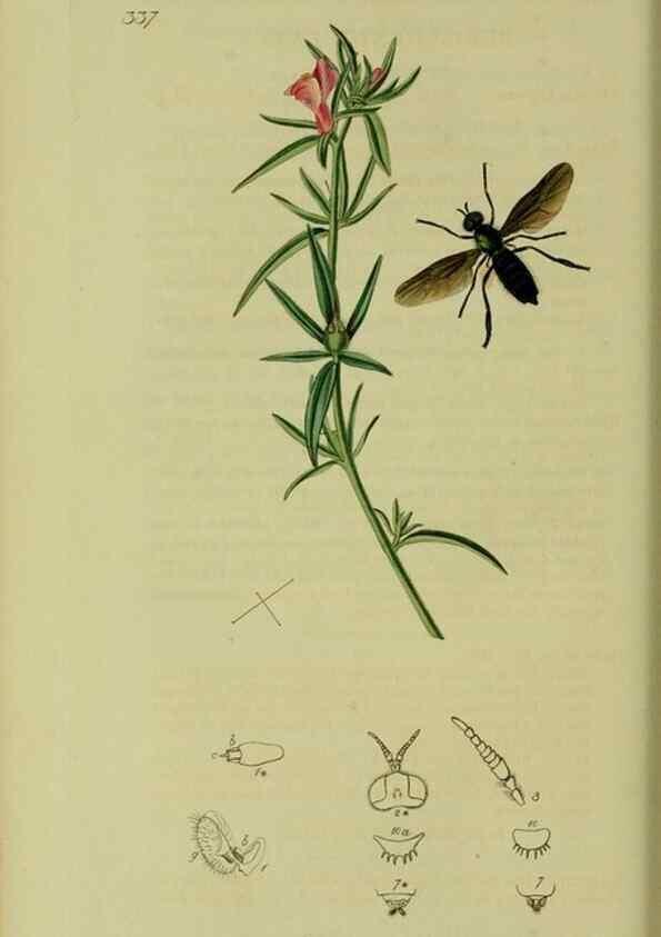 Reproducción/Reproduction 49641202802: British entomology :. London,Printed for the author,1823-1840 [i.e. 1840].. 