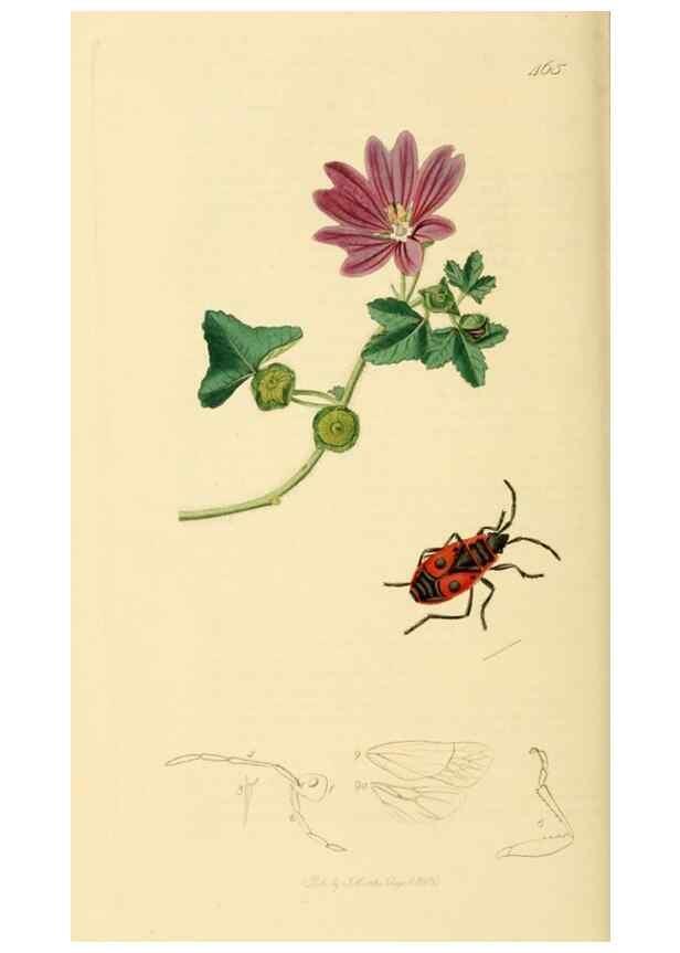 Reproducción/Reproduction 49640348353: British entomology :. London,Printed for the author,1823-1840 [i.e. 1840].. 