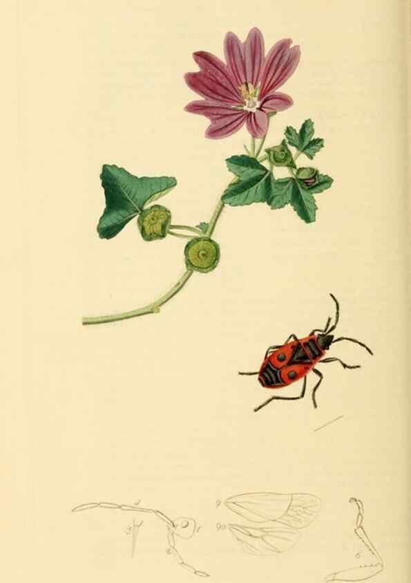 Reproducción/Reproduction 49640348353: British entomology :. London,Printed for the author,1823-1840 [i.e. 1840].. 