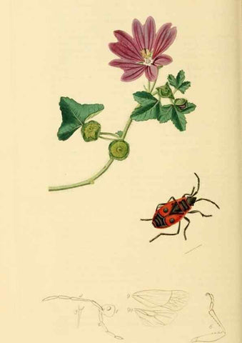 Reproducción/Reproduction 49640348353: British entomology :. London,Printed for the author,1823-1840 [i.e. 1840].. 