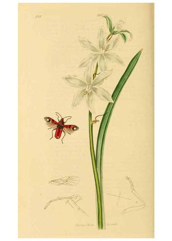 Reproducción/Reproduction 49640348918: British entomology :. London,Printed for the author,1823-1840 [i.e. 1840].. 