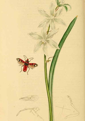 Reproducción/Reproduction 49640348918: British entomology :. London,Printed for the author,1823-1840 [i.e. 1840].. 