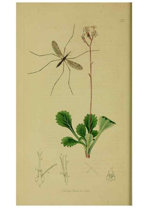 Reproducción/Reproduction 49640399048: British entomology :. London,Printed for the author,1823-1840 [i.e. 1840].. 