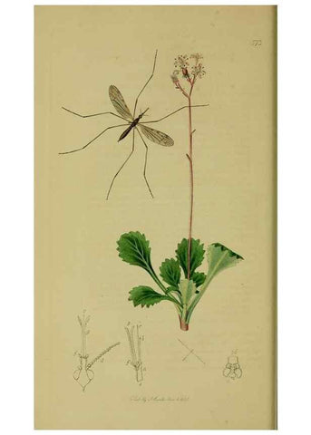 Reproducción/Reproduction 49640399048: British entomology :. London,Printed for the author,1823-1840 [i.e. 1840].. 