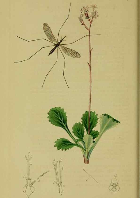 Reproducción/Reproduction 49640399048: British entomology :. London,Printed for the author,1823-1840 [i.e. 1840].. 