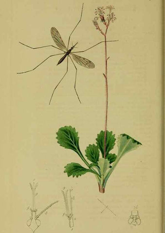 Reproducción/Reproduction 49640399048: British entomology :. London,Printed for the author,1823-1840 [i.e. 1840].. 