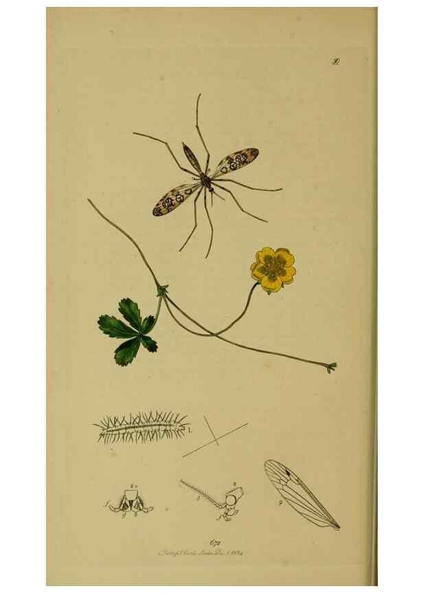 Reproducción/Reproduction 49640399388: British entomology :. London,Printed for the author,1823-1840 [i.e. 1840].. 