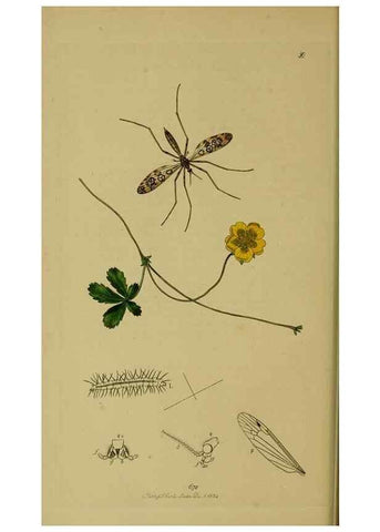 Reproducción/Reproduction 49640399388: British entomology :. London,Printed for the author,1823-1840 [i.e. 1840].. 