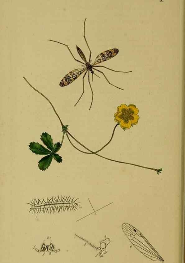 Reproducción/Reproduction 49640399388: British entomology :. London,Printed for the author,1823-1840 [i.e. 1840].. 