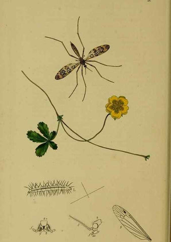 Reproducción/Reproduction 49640399388: British entomology :. London,Printed for the author,1823-1840 [i.e. 1840].. 