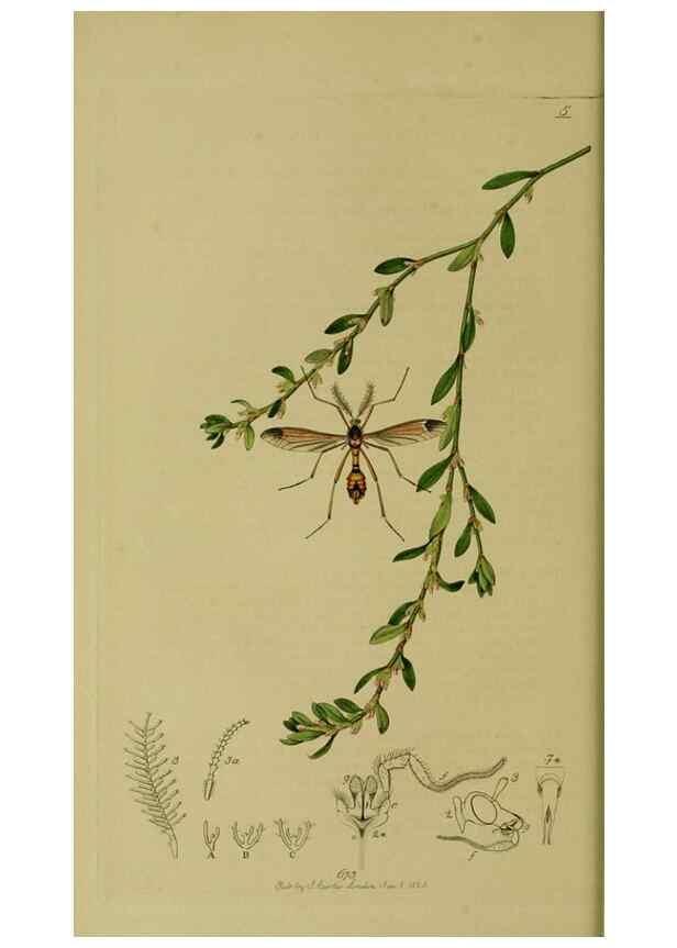 Reproducción/Reproduction 49641197322: British entomology :. London,Printed for the author,1823-1840 [i.e. 1840].. 