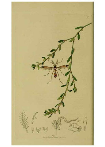Reproducción/Reproduction 49641197322: British entomology :. London,Printed for the author,1823-1840 [i.e. 1840].. 