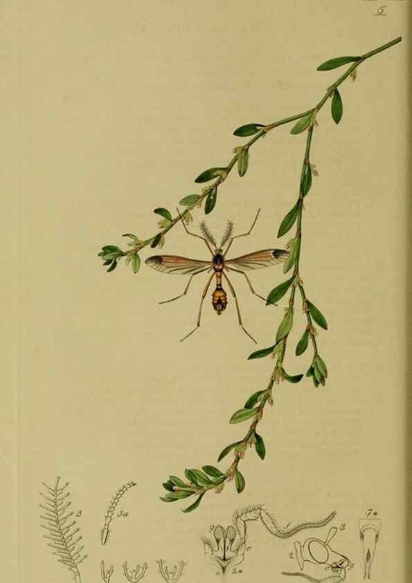 Reproducción/Reproduction 49641197322: British entomology :. London,Printed for the author,1823-1840 [i.e. 1840].. 