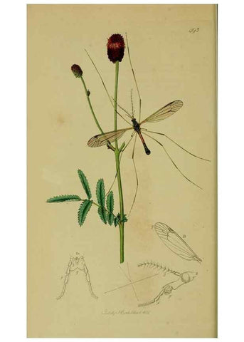 Reproducción/Reproduction 49640400153: British entomology :. London,Printed for the author,1823-1840 [i.e. 1840].. 