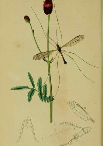 Reproducción/Reproduction 49640400153: British entomology :. London,Printed for the author,1823-1840 [i.e. 1840].. 