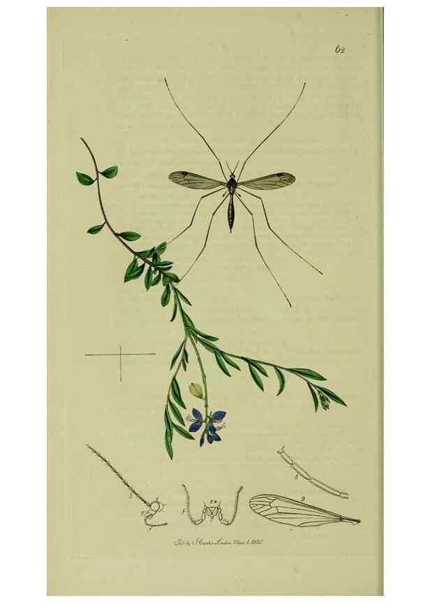 Reproducción/Reproduction 49640922991: British entomology :. London,Printed for the author,1823-1840 [i.e. 1840].. 