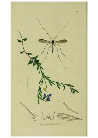 Reproducción/Reproduction 49640922991: British entomology :. London,Printed for the author,1823-1840 [i.e. 1840].. 
