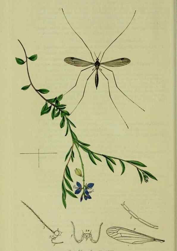 Reproducción/Reproduction 49640922991: British entomology :. London,Printed for the author,1823-1840 [i.e. 1840].. 