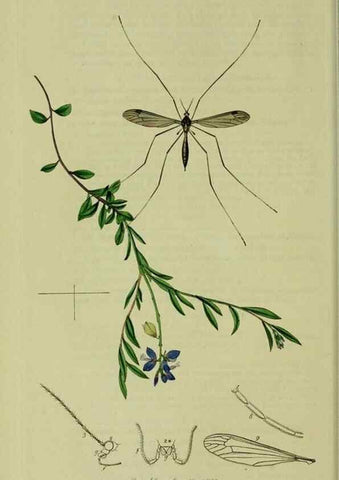Reproducción/Reproduction 49640922991: British entomology :. London,Printed for the author,1823-1840 [i.e. 1840].. 