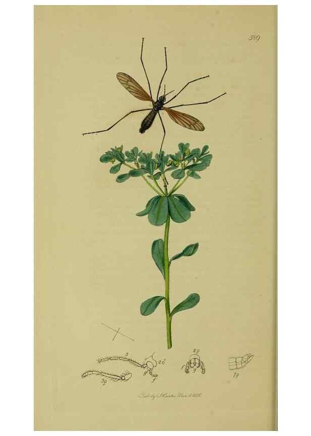 Reproducción/Reproduction 49641198492: British entomology :. London,Printed for the author,1823-1840 [i.e. 1840].. 