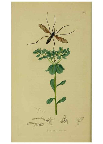 Reproducción/Reproduction 49641198492: British entomology :. London,Printed for the author,1823-1840 [i.e. 1840].. 